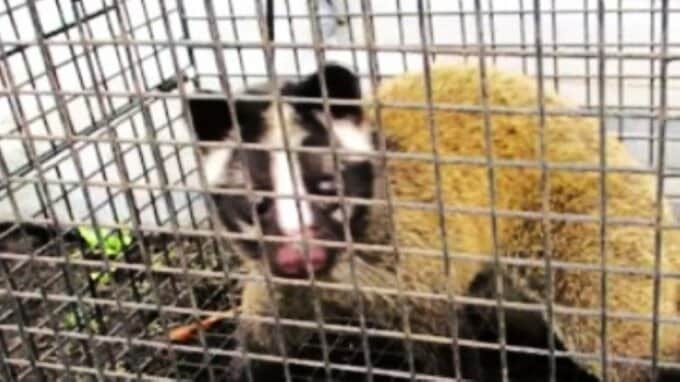 犯人は「ハクビシン」　1本の木から15kgほど収穫できるサクランボ　5本の木の実がほぼすべて食べられる“食害”　5日連続で被害の農家は「どれくらいの被害になってしまうか…」　|　青森のニュース│ATV NEWS│青森テレビ