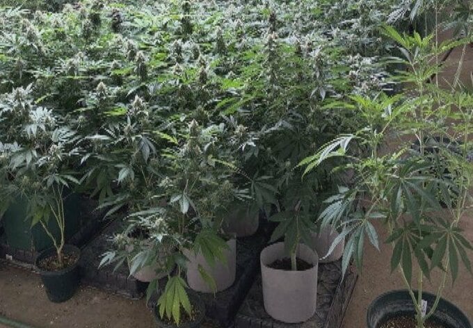 【北海道 過去最大】末端価格1億円相当…大麻草1083株を栽培か 30歳の男2人逮捕 日高町の倉庫　　約1年間の内偵で摘発|TBS NEWS DIG