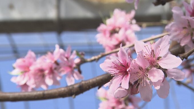 ハウス栽培のモモの花　最近の冷え込みで例年より開花遅れるもほぼ満開に　山梨・甲州市|TBS NEWS DIG
