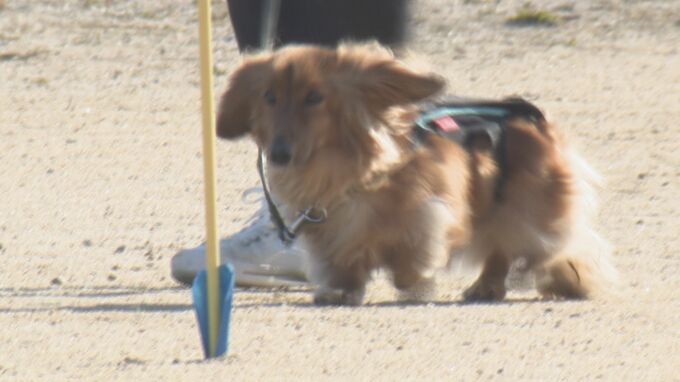 シェパード、プードル…犬種はいろいろ　来年の嘱託警察犬を選考　山口県警が審査会　|　山口のニュース・天気・防災｜tys NEWS｜ｔｙｓテレビ山口
