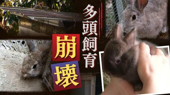 痩せ細り糞便だらけ、奇形、多頭飼育崩壊…小学校のウサギ小屋のおぞましい現実、そもそも飼うのが難しい→相次ぐ「保護」→学校単位の飼育は限界なのか？【Ｒ調査班】|TBS NEWS DIG