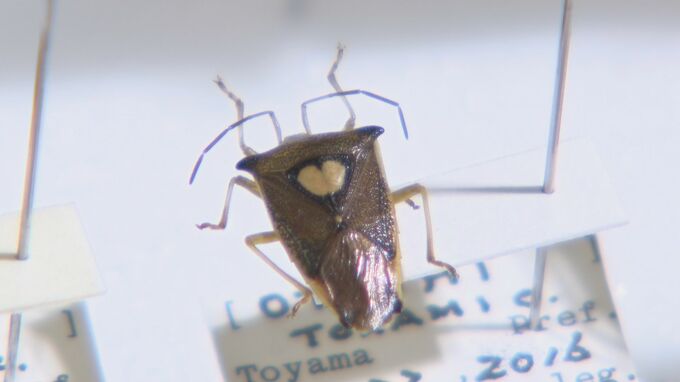 大量発生カメムシ　厄介者だけど憎めない奴も…ハートやアロハ模様“青りんご”みたいな匂い出す奴が！夏休みの自由研究で“推しカメムシ”に出会えるかも！？|TBS NEWS DIG