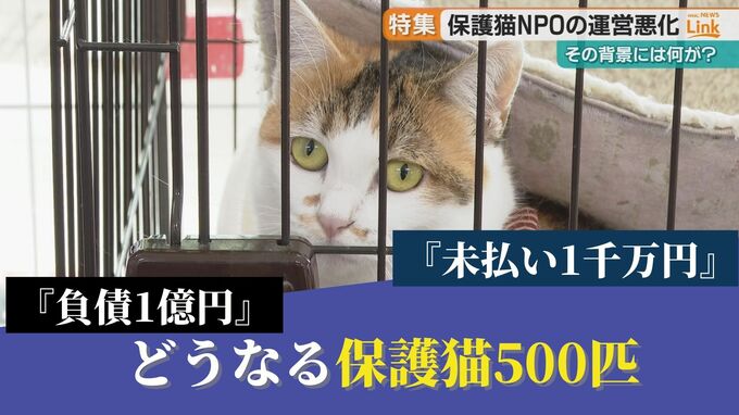 『負債1億 、未払い1千万』経営悪化の“猫保護ＮＰＯ法人”　その背景と500匹の保護猫の行方はー　|　沖縄のニュース｜RBC 琉球放送