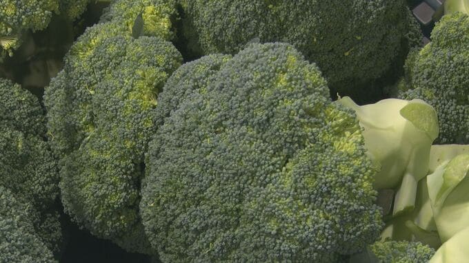 猛暑の影響で出荷量は50トン減少も品質は例年並みに… 北陸最大のブロッコリー産地で出荷ピークに　|　石川県のニュース｜MRO北陸放送