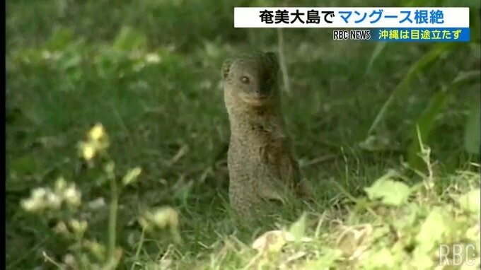 奄美大島でマングース根絶 沖縄では見通し立たず　|　沖縄のニュース｜RBC 琉球放送