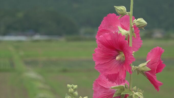 梅雨とともに咲く花「タチアオイ」 被災地では半減も見ごろを迎え地域の癒しに　|　石川県のニュース｜MRO北陸放送
