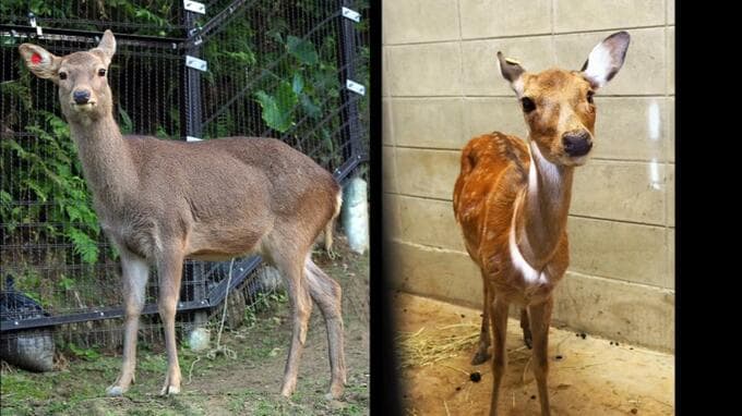 動物園から脱走したシカ　自ら寝床に戻り2日間の逃走劇終える　沖縄こどもの国　|　沖縄のニュース｜RBC 琉球放送