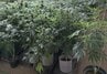 【北海道 過去最大】末端価格1億円相当…大麻草1083株を栽培か 30歳の男2人逮捕 日高町の倉庫　　約1年間の内偵で摘発　|　北海道のニュース｜HBC北海道放送