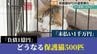 『負債1億 、未払い1千万』経営悪化の“猫保護ＮＰＯ法人”　その背景と500匹の保護猫の行方はー　|　沖縄のニュース｜RBC 琉球放送