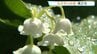 “純白の可憐な花” スズラン見ごろ　九州で唯一、阿蘇地域に自生　熊本　|　熊本のニュース｜RKK NEWS｜RKK熊本放送