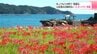 「海と花のコントラストがすごく良い」高知県土佐清水市の海岸沿いで「ヒガンバナ」が見頃　|　高知のニュース・天気｜KUTV NEWS | KUTVテレビ高知