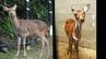 動物園から脱走したシカ　自ら寝床に戻り2日間の逃走劇終える　沖縄こどもの国　|　沖縄のニュース｜RBC 琉球放送