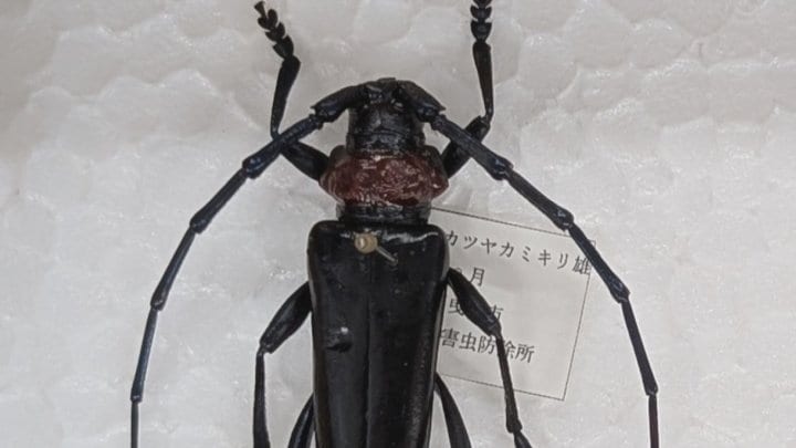 レア産地入り カブリモドキ 2種7産地 産地が大変な危機」 特定外来生物「クビアカツヤカミキリ」相次いで