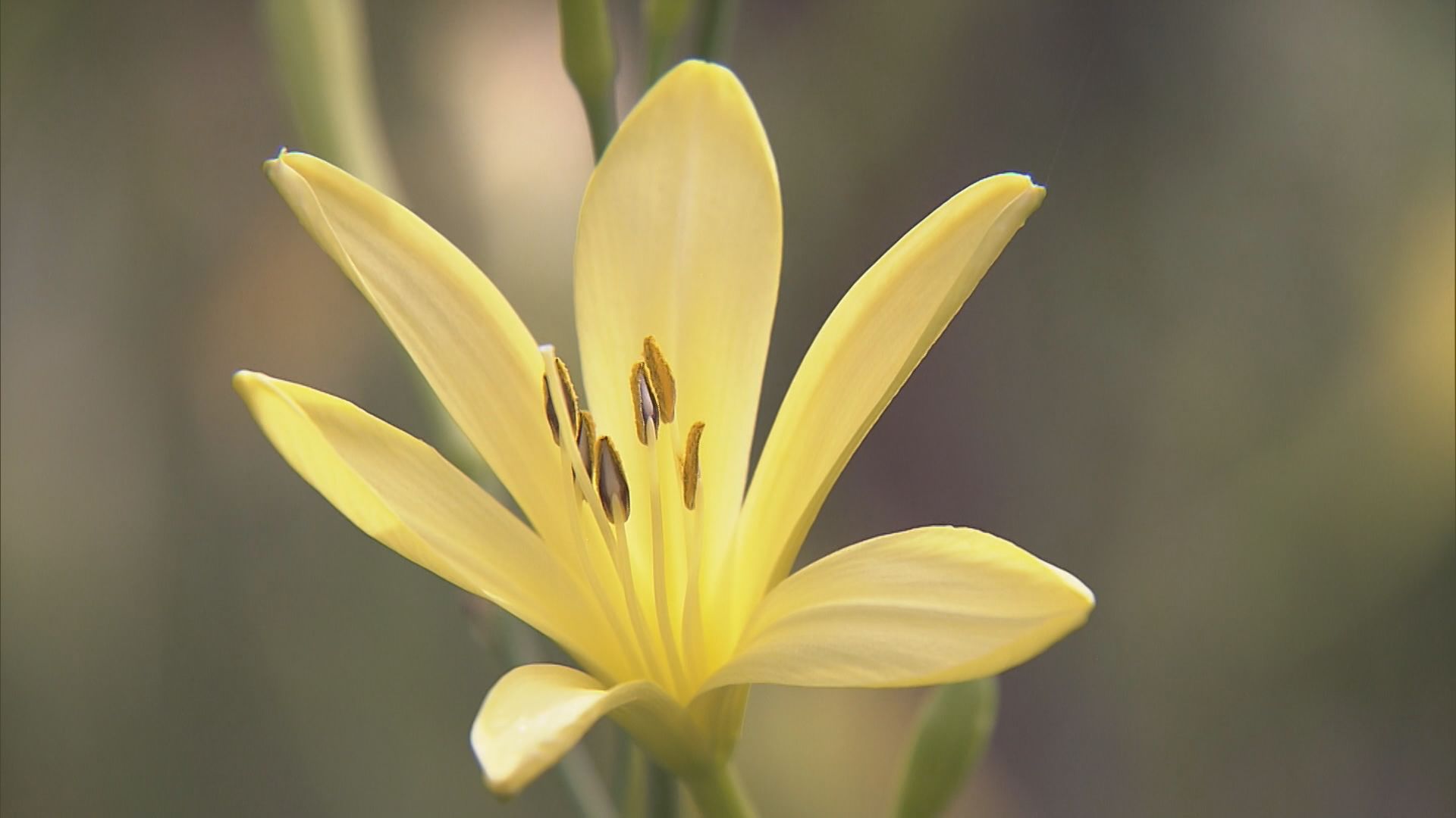 夕方に咲く可憐なユウスゲ　三重県伊勢市で8万株が見ごろに