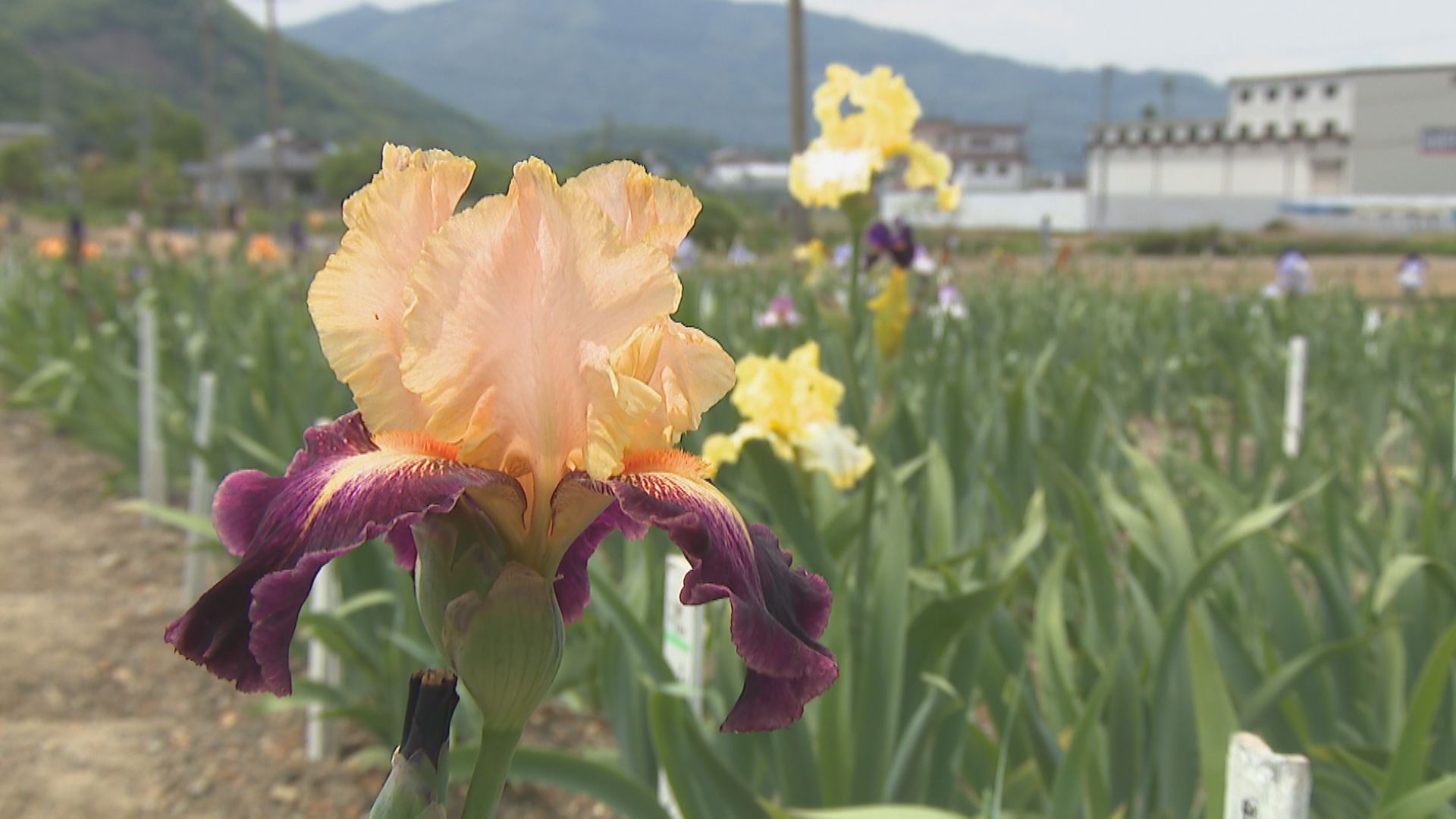 高齢でこれ以上は…」9000株のジャーマンアイリス園 今シーズン限りで