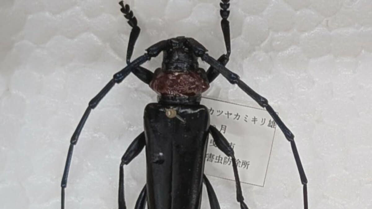 産地が大変な危機」 特定外来生物「クビアカツヤカミキリ」相次いで