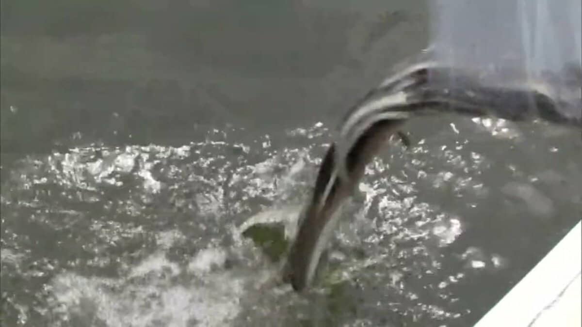 いまの漁獲量は最盛期の3%程度… “北限の天然ウナギ”としてかつては日本 いまの漁獲量は最盛期の3%程度… “北限の天然ウナギ”としてかつては日本