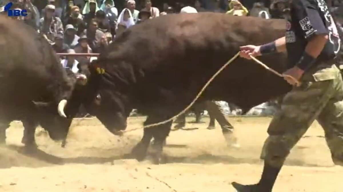 岩手県久慈市で10年ぶりの闘牛大会 初々しい2歳の牛同士によるデビュー