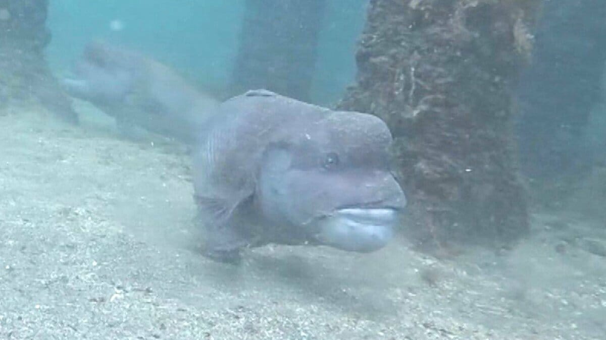 海の生き物がいっぱい 県内有数のダイビングスポット 田ノ浦ビーチを