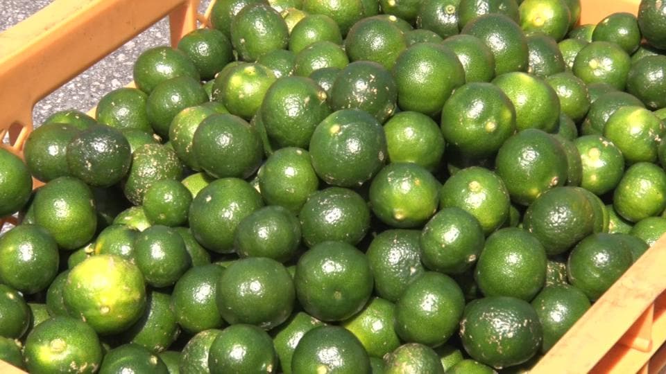 消費拡大を目指し、シークヮーサー果汁初しぼり式　本部町