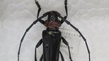 「産地が大変な危機」 特定外来生物「クビアカツヤカミキリ」相次いで発見 JAが県に生息調査や防除など支援を要請 山梨|TBS NEWS DIG