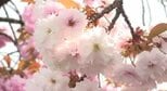 約100本の八重桜が満開…長野・岡谷市役所前を流れる塚間川沿い…2025年より3日ほど早く咲き始め満開に|TBS NEWS DIG