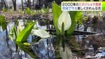 神社に群生する約2000株のミズバショウが見頃に「純粋にこの美しさ、可憐さ、かわいさを味わっていただきたい」　水面に映る青空と白の花々が織り成す春だけの光景　青森市|TBS NEWS DIG