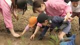 「おにぎりやカレー、唐揚げおにぎりにして食べる」誕生60周年　ササニシキ田植え体験　仙台　|　宮城のニュース│tbc NEWS│tbc東北放送