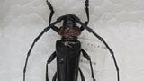 「産地が大変な危機」　特定外来生物「クビアカツヤカミキリ」相次いで発見　JAが県に生息調査や防除など支援を要請　山梨|TBS NEWS DIG