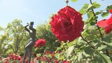 甘い香りが広がる 48品種、約1300本のバラが見頃 甲府市の芸術の森公園 | 山梨のニュース | UTYテレビ山梨