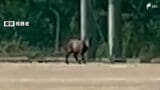 【動画あり】「フェンスをよじ登っている」住宅街にある高校にニホンカモシカが出没　学校の外へ逃走か＝浜松市西区　|　静岡のニュース | SBSNEWS | 静岡放送