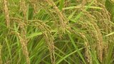 早場米の稲刈り始まる 愛媛県・宇和島市 | 愛媛のニュース - Nスタえひめ|あいテレビは6チャンネル