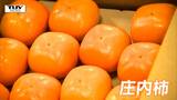 秋の味覚・庄内柿 今年は今までにないほどの大きさに(山形) | 山形のニュース│TUYテレビユー山形