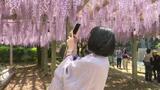 GW前半まで…? 樹齢450年以上といわれる「観音堂のフジ」が見ごろ 愛媛・西条市禎祥寺 | 愛媛のニュース - Nスタえひめ|あいテレビは6チャンネル