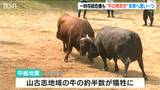 中越地震から20年 全国闘牛サミットに合わせ記念大会 新潟・長岡市|TBS NEWS DIG