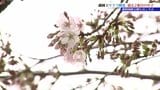 盛岡でサクラ開花 地方気象台が発表 これまでで2番目に早く花開く 盛岡城跡公園は? 岩手 | IBC NEWS | IBC岩手放送