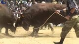 岩手県久慈市で10年ぶりの闘牛大会 初々しい2歳の牛同士によるデビュー戦や、貫禄ある横綱同士の熱戦も 新潟や鹿児島など各地の雄牛による熱戦繰り広げられる 客席から歓声や拍手 | IBC NEWS | IBC岩手放送