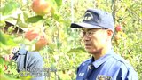 猛暑がリンゴの生育に影響　園地の１～２割に日焼けや着色不十分の被害　農家「少しでも国から補助あれば」|TBS NEWS DIG