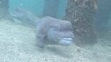 海の生き物がいっぱい 県内有数のダイビングスポット 田ノ浦ビーチを潜る 大分市 | 大分のニュース|OBS NEWS|大分放送