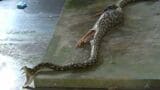 【衝撃映像】国の天然記念物がハブの腹から… キャリア40年、年間2000匹仕留めるハブハンターもビックリ! | 沖縄のニュース|RBC 琉球放送
