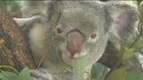 寒波でコアラのエサ・ユーカリの新芽が黒く変色 確保がピンチ「コアラの寿命短くなるおそれも」鹿児島 | 鹿児島のニュース|MBC NEWS|南日本放送