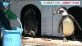 「死因究明へ」動物園のフンボルトペンギン4羽が全滅「暑さ原因ではない」 仙台 | 宮城のニュース│tbc NEWS│tbc東北放送