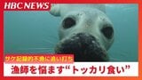 ゴマフアザラシの"トッカリ食い"サケの記録的不漁に追い打ち「嘘みたいな話ですけど…」なぜサケの頭を食い荒らす?|TBS NEWS DIG