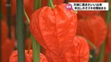鮮やかな朱色 美郷町で特産「早出しホオズキ」の収穫始まる | MRTニュース | MRT宮崎放送