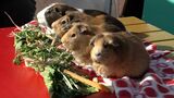 【かわいい画像♡】モルモットにも「恵方巻」??節分前に動物たちに恵方巻きプレゼント「キリン」「ロバ」にも【岡山】|TBS NEWS DIG