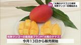 「太陽のタマゴ」今年で25周年 完熟マンゴーの収穫が日南市で始まる | MRTニュース | MRT宮崎放送