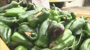 「台風より高温が怖い」農家悲鳴…野菜高騰の現場に“土の温度を5度下げる”新技術「リビングマルチ」救世主となるか　|　大分のニュース｜OBS NEWS｜大分放送