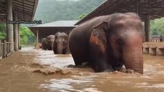 タイ北部チェンマイで洪水　ゾウなどの動物の救出に苦戦| TBS CROSS DIG with Bloomberg