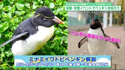 ペンギン」と「赤ちゃんアザラシ」に会える！新潟の水族館『マリンピア