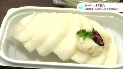 シャキシャキで甘い！冬の伝統野菜“弘岡かぶ”の収穫始まる「今年は台風